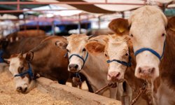 Diyanet açıkladı: Vekalet yoluyla kurban kesim bedelleri belirlendi