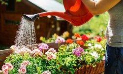 Balkonunuza bahar gelsin: Mayıs ayında dikebileceğiniz 5 çiçek!