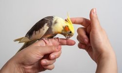 Bir kuştan daha fazlası: Sultan papağanınızın size hayran olduğunu gösteren 7 küçük detay