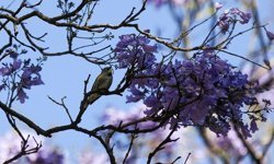 Dünya en sıcak dördüncü mart ayını yaşadı