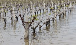 İzmir'de tarım arazileri su altında... Ziraat Odaları Birliği Başkanı: Ürünlere sigorta yaptırmaktan başka çare yok
