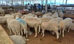 Nazilli kurban pazarını kriz vurdu: Emekli, ek geliri yoksa kesemez!