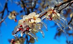 Bakanlıktan çiftçilere zirai don uyarısı!