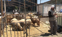 Besiciler bayramda eli boş döndü: Kurban satışları beklentinin altında kaldı