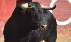 Boğa saldırısına uğramıştı... 51 gün sonra hayatını kaybetti!