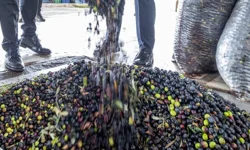 İzmir'de zeytin sektörü için uluslararası çalıştay düzenlenecek