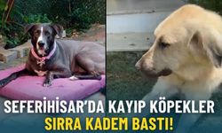 Seferihisar’da kayıp köpekler sırra kadem bastı!