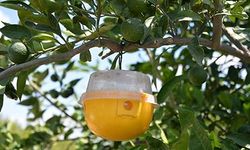 İzmir'de çiftçilerin baş belası... Meyve sineğine tuzaklı önlem