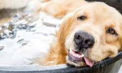 Köpeklerimizi sıcaklardan nasıl koruruz?