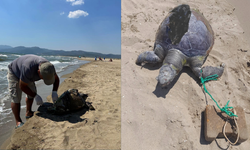 Kuşadası’ndan sonra Selçuk... Deniz kaplumbağasının yüzgecine taş bağladılar!