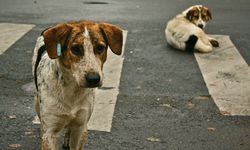 Bakan Çiftçi’den sokak köpekleri çıkışı: Yılbaşına kadar toplatacağım!