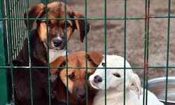 İzmir Barosu'ndan ‘sokak köpekleri’ tepkisi: Barınaklar ölüm kampı, toplama hukuka aykırı!