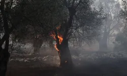 Yunanistan'da orman yangını