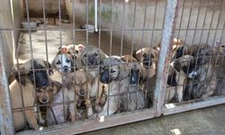 Hayvan hakları platformundan dilekçe... Yunusemre Hayvan Yaşam Merkezi'ndeki köpek ölümleri soruşturulsun