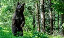 WWF’den Seferihisar’daki faciaya dair açıklama: Normal bir ayı davranışı değil