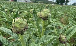 Enginar üretiminde Bursa, İzmir’i geride bırakıyor