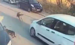 İstanbul’da köpeğe çarpıp ölümüne neden olan sürücü tutuklandı