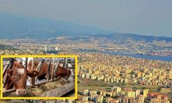 İzmir'in o ilçesinde hayvan çiftlikleri için yıkım kararı: Tahliyeler başladı