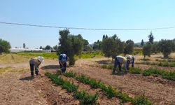 Didim Belediyesi’nden topraktan kente uzanan üretim