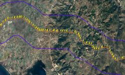 Dikili ve Bergama’da doğa katliamı: TEİAŞ’ın projesi için 27 bin ağaç kesilecek!