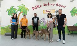 Üç patili dost ve hiç kopmadan süren dostlukları