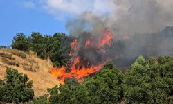 Manisa'daki yangında 50 dönümlük orman zarar gördü