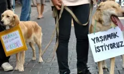 Dikili’de sokak ortasında vahşet… Köpeklere ateş açtı