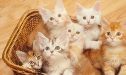 Kedi sahiplerine küçük ipucları... Kediniz size ne anlatıyor?