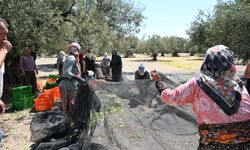 İzmir'de zeytin mesaisi başladı: İlk hasat Dikili'de yapıldı