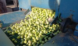 Zeytin üreticileri isyan etti: Maliyetler katlandı, çiftçi nereden kazanacak?