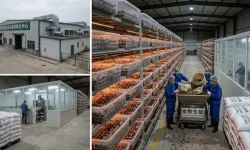 Çin'de sıfır maaliyetle hamam böcekleri milyon dolarlık kazanca dönüşüyor