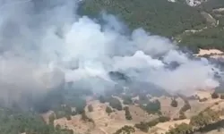 Balıkesir'de orman yangını çıktı
