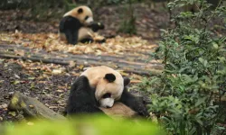 Çin'den dostluk mesajı: ABD'ye iki panda yolladılar