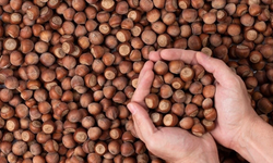 Fındık piyasasına inceleme: Ordu ve Giresun’da ticaret borsaları denetlenecek