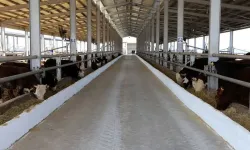 Uşak'ta ‘şap’ alarmı: İki hayvan pazarı kapatıldı!