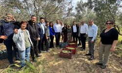 Utku Gümrükçü zeytin üreticileriyle buluştu: Pek çok ürün dalda kalabilir!