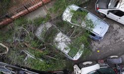 Karşıyaka'da kuvvetli rüzgarın bilançosu... Park halindeki araçların üzerine ağaç devrildi
