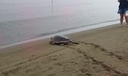 Tedavileri tamamlanan 4 caretta caretta Pamucak'ta denize bırakıldı