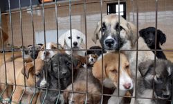 Bakan ‘köpekler toplatıldı’ dedi… Hayvan Hakları Savunucuları rakamlara dikkat çekti: Barınakla sayı uyumsuz, öldürdüler