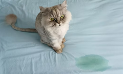 Kedi idrarı kokusu evden çıkmıyorsa dikkat! Kalıcı çözüm için bu yöntemi deneyin