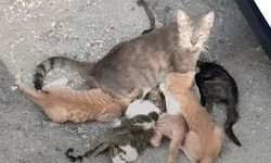 Adana’da kedi katliamı iddiası: Yurttaşlar faillerin bulunmasını istiyor!