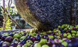 Aydın’da zeytin üreticisi isyan etti: Çiftçi olarak bittik!