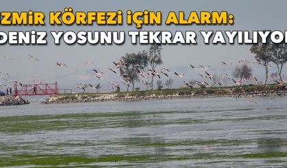 İzmir Körfezi için alarm: Deniz yosunu tekrar yayılıyor