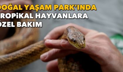 İzmir Doğal Yaşam Parkı'ndaki tropik hayvanlara özel bakım