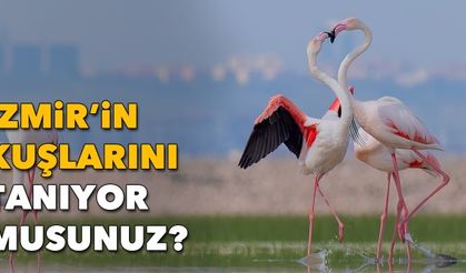 İzmir’in kuşlarını tanıyor musunuz?