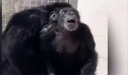29 yıl kafeste yaşadıktan sonra gün ışığı gören şempanzenin o anları görüntülendi