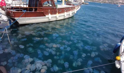Gözle görülür artış: Foça'da denizanası istilası!