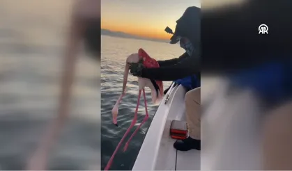 İzmir'de balıkçılar, misinaya dolanan flamingoyu kurtardı