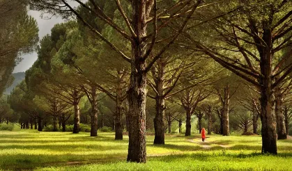İzmir'de yaşam süresinin en uzun olduğu yer: Kozak Yaylası hakkında bilmeniz gerekenler