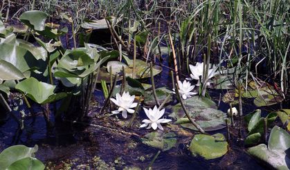 Özellikleri ile dünyada tek: Türkiye'nin sadece bu bölgesinde yetişiyor